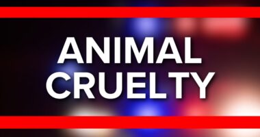 'Deliberate act': ACPS seeks suspects after dog found abandoned, dying at park