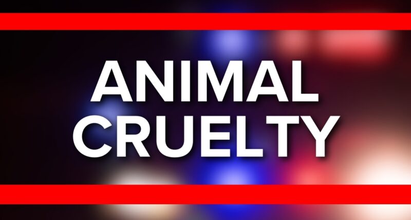 'Deliberate act': ACPS seeks suspects after dog found abandoned, dying at park