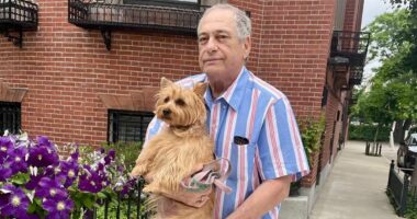 Dog hit after animal and millionaire owner were mown down