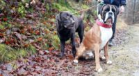 Dog owners risk £100 on the spot fines if they do not follow 6 key rules