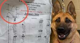 Federal officials say anti-ICE agitators 'going after the dogs' after Minneapolis kennel incident