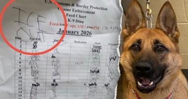 Federal officials say anti-ICE agitators 'going after the dogs' after Minneapolis kennel incident