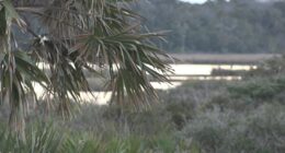 Florida bill takes aim at land swap rules after Guana River Preserve controversy