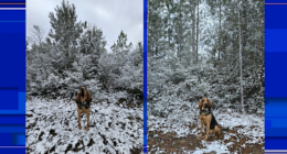 Florida sees snow for the second year in a row