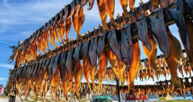 Fish drying in Rodebay, Greenland.