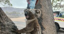 Heartbreaking photo emerges as bushfires burn in Victoria