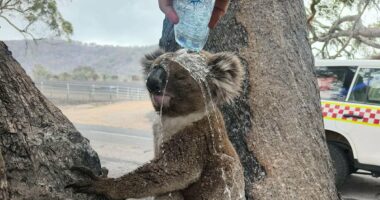 Heartbreaking photo emerges as bushfires burn in Victoria