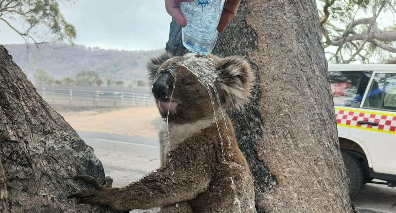 Heartbreaking photo emerges as bushfires burn in Victoria