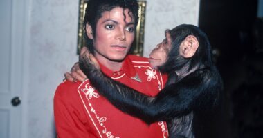 Inside Michael Jackson's pet Bubbles' quiet retirement life in Florida