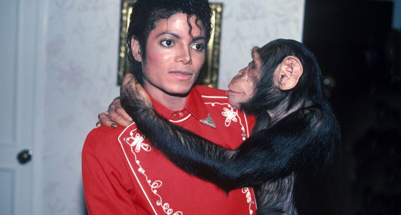 Inside Michael Jackson's pet Bubbles' quiet retirement life in Florida