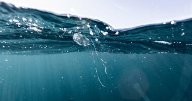 Jellyfish sting leaves Perth mum on the brink of amputation