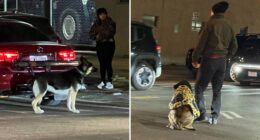 Man, 68, arrested for driving with dogs leashed to back of car in Queens