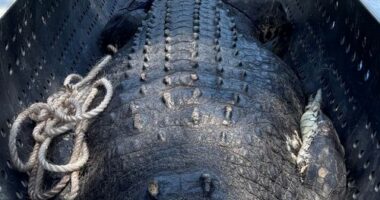 A massive 4.9-metre saltwater crocodile has been spotted at a popular swimming spot in the Northern Territory at the height of the wet season.