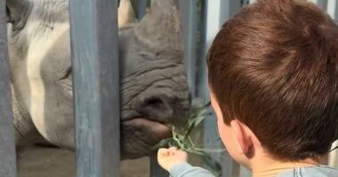 Meghan posts sweet clips of Lilibet and Archie swimming and at the zoo