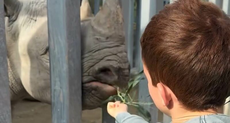 Meghan posts sweet clips of Lilibet and Archie swimming and at the zoo