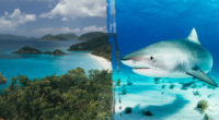 Minnesota woman killed in US Virgin Islands shark attack