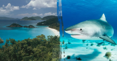 Minnesota woman killed in US Virgin Islands shark attack