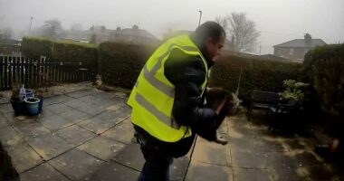 Moment Amazon delivery driver 'brazenly steals pet cat from doorstep'