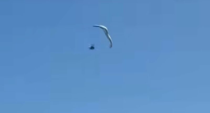Moment paraglider plunges into ocean from 500ft in the air