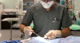 Operation Big Fix: Clinic launches free spay and neuter program for Duval County dogs