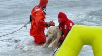 Rhode Island firefighters rescue a yellow Lab from an icy pond on New Year's Day