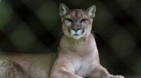 Runner fought off mountain lion with stick just weeks before fatal attack on same Colorado trail