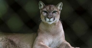 Runner fought off mountain lion with stick just weeks before fatal attack on same Colorado trail