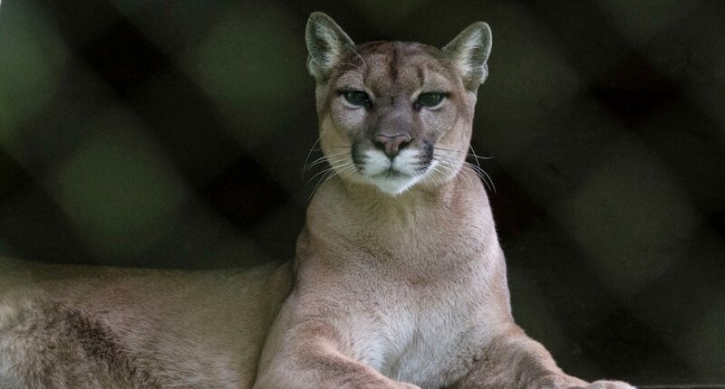 Runner fought off mountain lion with stick just weeks before fatal attack on same Colorado trail