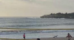 Shark alarm drives morning swimmers to shore in Sydney