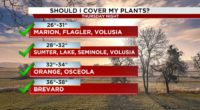 Should you cover your plants against the cold? How a Florida freeze will affect your garden