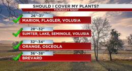 Should you cover your plants against the cold? How a Florida freeze will affect your garden