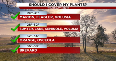 Should you cover your plants against the cold? How a Florida freeze will affect your garden