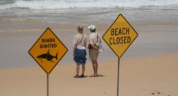 Surfer bitten in 4th shark attack off Australia's east coast in 3 days