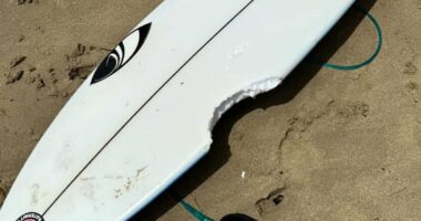 Sydney hit by another shark attack