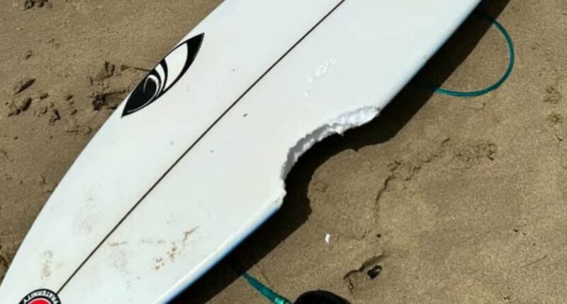 Sydney hit by another shark attack