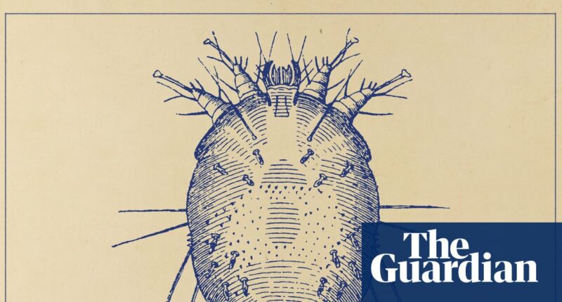 The sudden rise of scabies: ‘I wouldn’t wish it on my worst enemy’