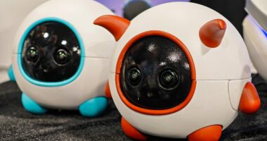 This robot companion is a cameraman for your pet