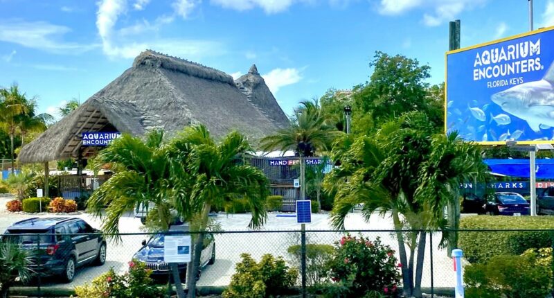 Two arrested for killing tarpon after breaking into Florida aquarium