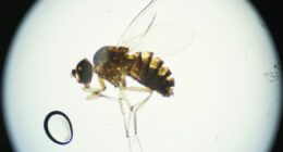 UK scientists claim secret to ending Alzheimer's could be in our fruit bowls