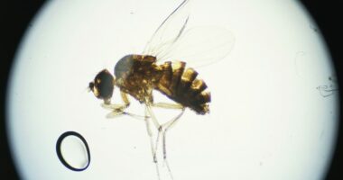 UK scientists claim secret to ending Alzheimer's could be in our fruit bowls