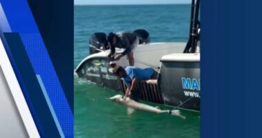 VIDEO: Shark rescued from tangled line in Florida swim zone