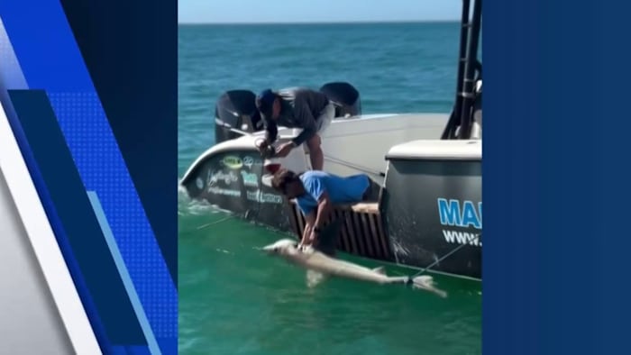 VIDEO: Shark rescued from tangled line in Florida swim zone