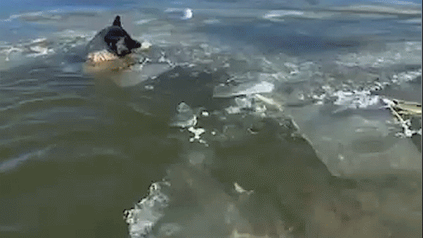 Video captures emergency crews rescuing dog trapped in icy lake during single-digit temperatures