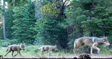 Wildlife crews stop actively searching for young wolves after livestock attacks