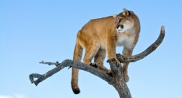 Woman suspected to have been killed in Colorado's first fatal mountain lion attack in over two decades