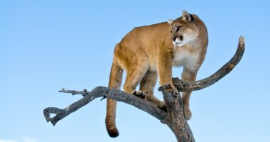 Woman suspected to have been killed in Colorado's first fatal mountain lion attack in over two decades