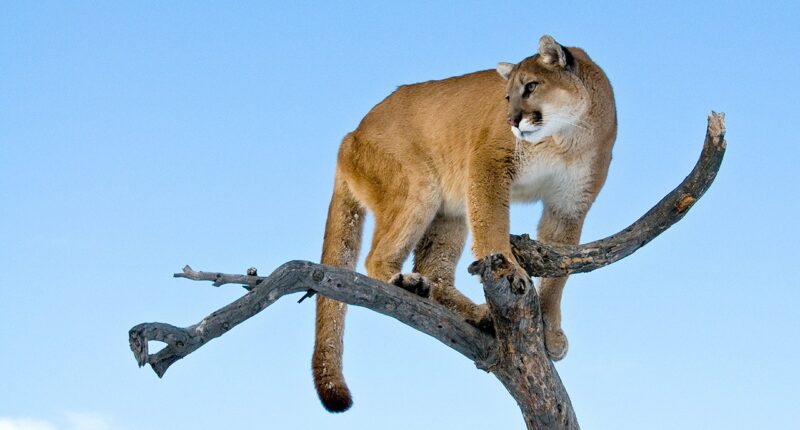 Woman suspected to have been killed in Colorado's first fatal mountain lion attack in over two decades