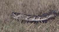A GIF of a python slithering through the grass