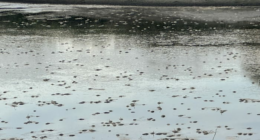 ‘Smell was overwhelming:’ Hundreds of dead fish found in drained pond near Seminole County construction site