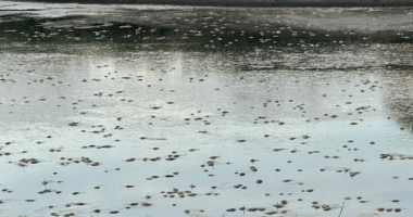 ‘Smell was overwhelming:’ Hundreds of dead fish found in drained pond near Seminole County construction site